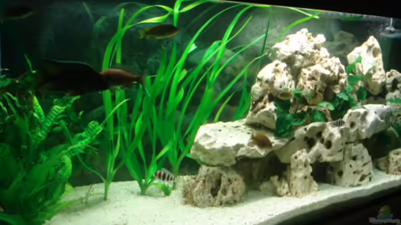 Aquarium Becken 4046 von Stefan Schweinhardt (2)