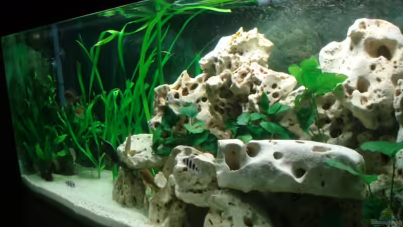 Aquarium Becken 4046 von Stefan Schweinhardt (3)