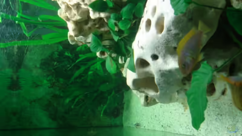 Aquarium Becken 4046 von Stefan Schweinhardt (4)