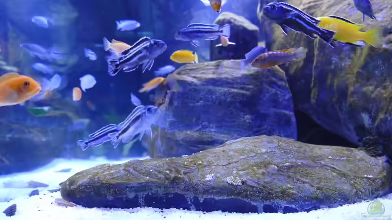 Aquarium Becken 40731 von Babs (13)