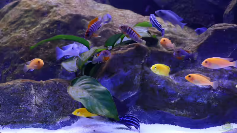 Aquarium Becken 40731 von Babs (14)