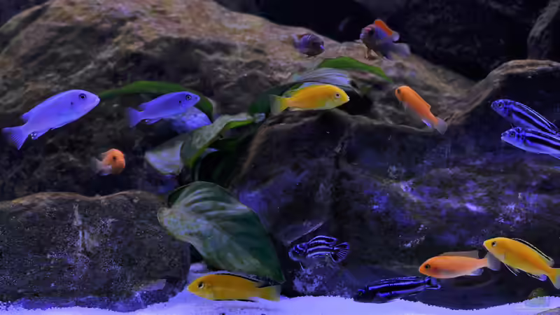 Aquarium Becken 40731 von Babs (2)