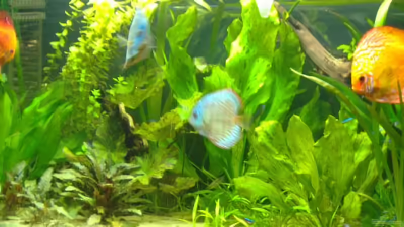 Aquarium Becken 4095 von Hannes Schoenherr (2)