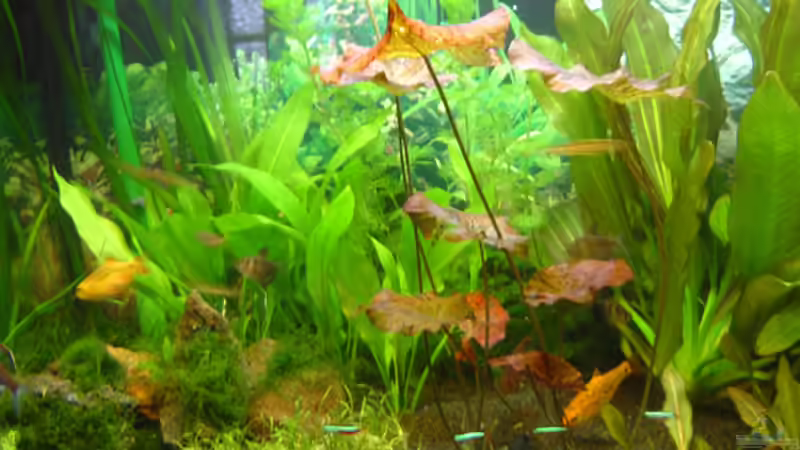 Aquarium Becken 4103 von Franziska Pfeiffer (4)