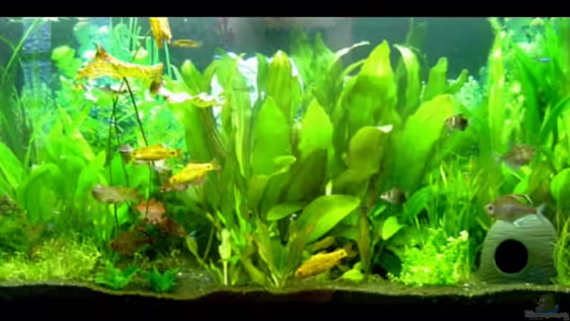 Aquarium Becken 4103 von Franziska Pfeiffer (5)