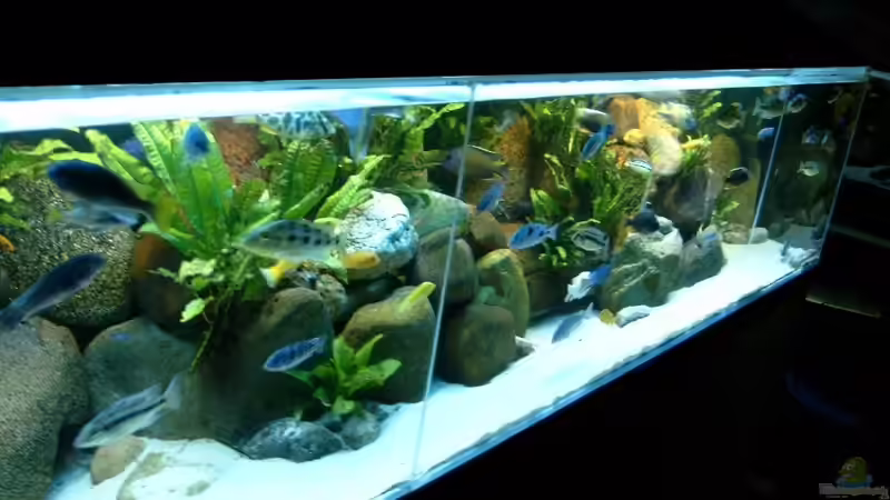 Aquarium Becken 412 von Helgo Jacob (2)