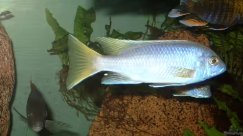 Aquarium Becken 412 von Helgo Jacob (7)