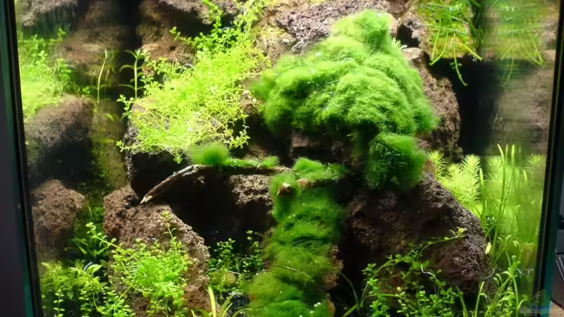 Aquarium Becken 4125 von Jens Hug (2)