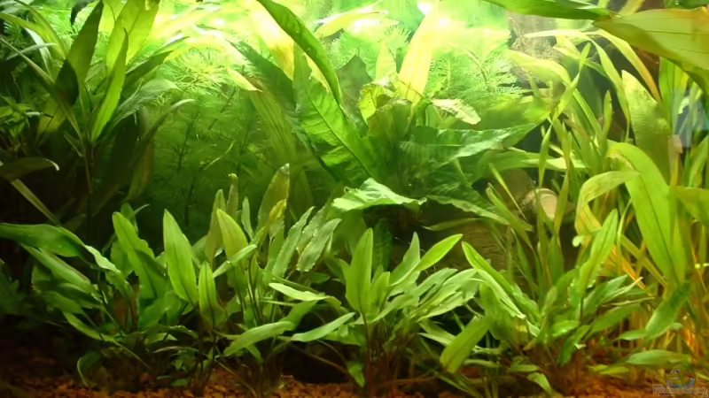 Aquarium Becken 4129 von Georg Kohlisch (2)