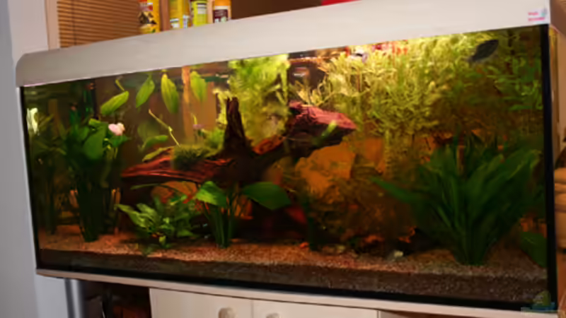 Aquarium Becken 4136 von Christian Santner (2)