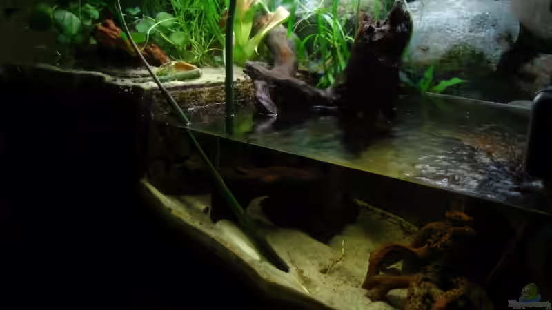 Aquarium Becken 4139 von Christian Friedrich (2)