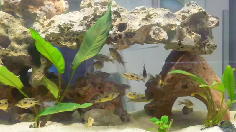 Aquarium Becken 4151 von Christian Klar (3)