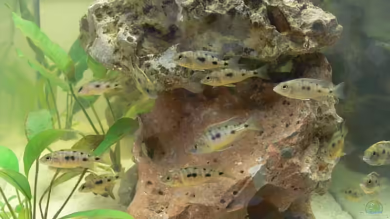 Aquarium Becken 4151 von Christian Klar (5)