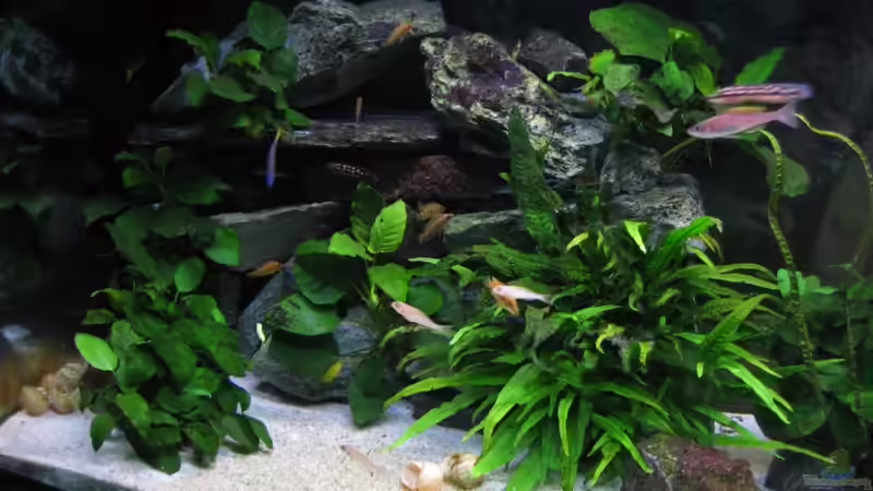 Aquarium Becken 4160 von Marco Hunziker (3)