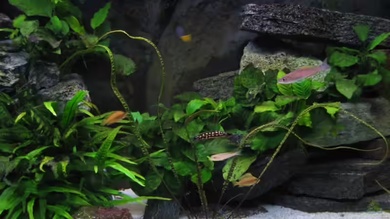 Aquarium Becken 4160 von Marco Hunziker (4)