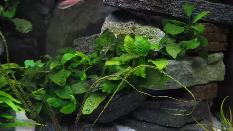 Aquarium Becken 4160 von Marco Hunziker (6)