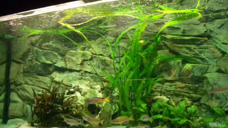 Aquarium Becken 4168 von Rainer Völlmer (2)