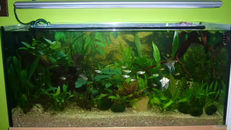 Aquarium Becken 4199 von Joachim Reinhardt (2)