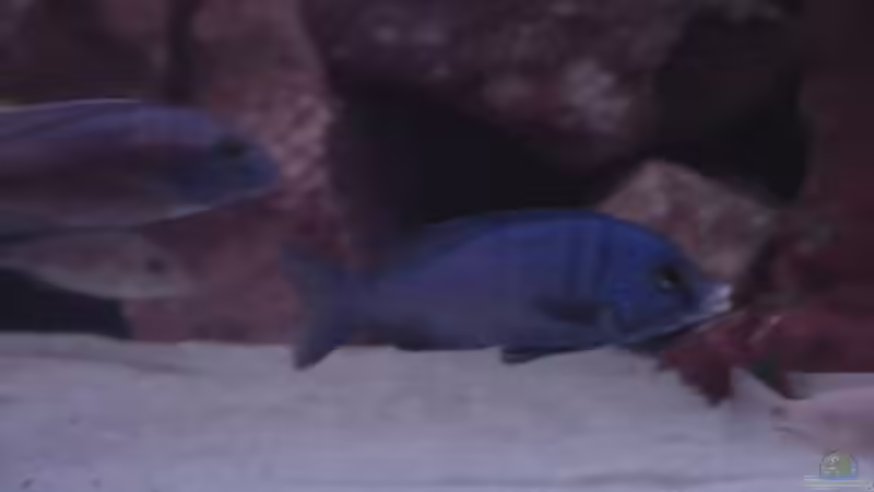 Aquarium Becken 422 nur noch Beispiel von Frank Hopp (10)