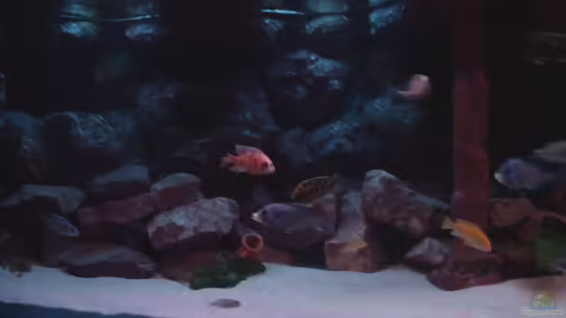 Aquarium Becken 422 nur noch Beispiel von Frank Hopp (11)