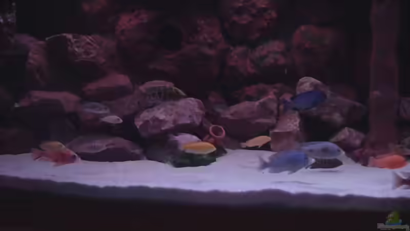 Aquarium Becken 422 nur noch Beispiel von Frank Hopp (2)