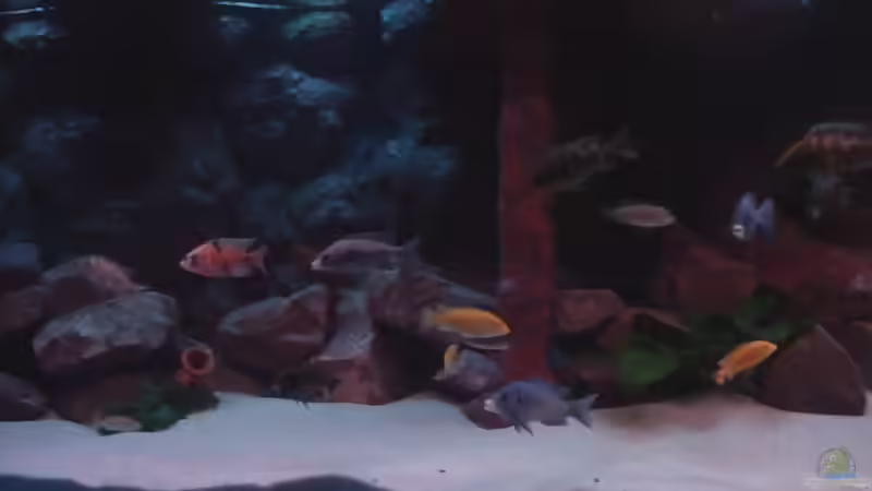 Aquarium Becken 422 nur noch Beispiel von Frank Hopp (5)