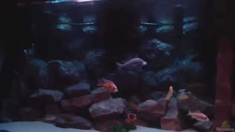 Aquarium Becken 422 nur noch Beispiel von Frank Hopp (6)