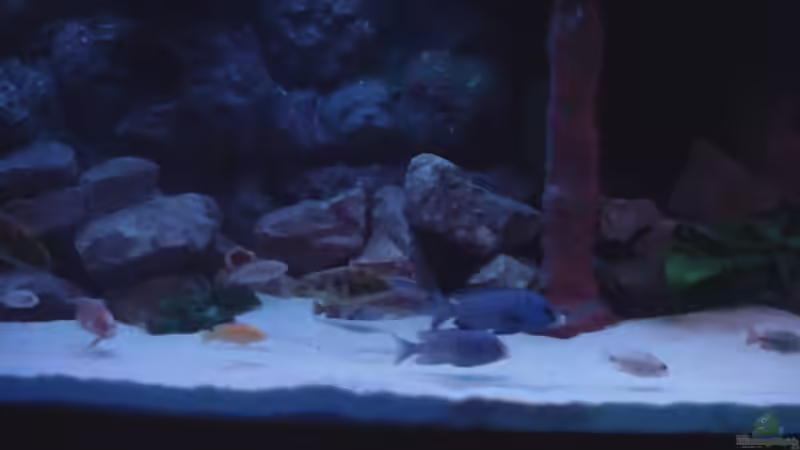 Aquarium Becken 422 nur noch Beispiel von Frank Hopp (7)