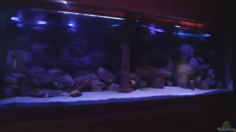 Aquarium Becken 422 nur noch Beispiel von Frank Hopp (8)