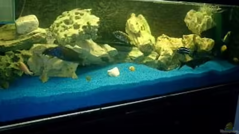 Aquarium Becken 422 von Peter Fröse (2)