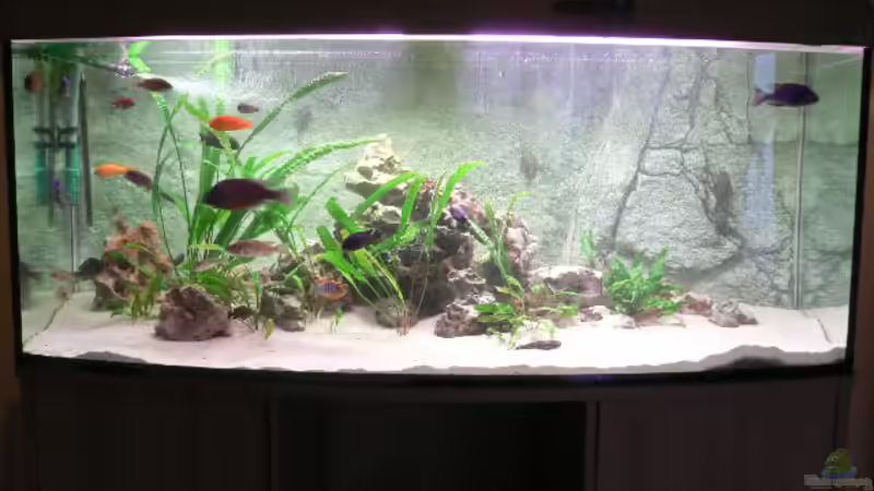 Aquarium Becken 4223 von Mario Reining (2)