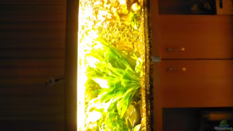 Aquarium Becken 4244 von Tobias Höning (4)