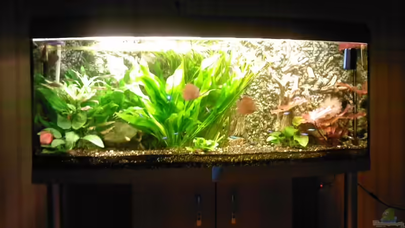 Aquarium Becken 4244 von Tobias Höning (5)