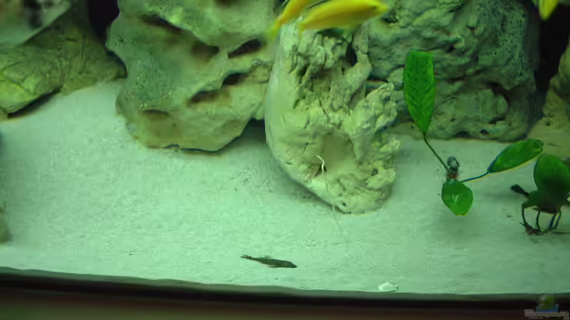 Aquarium Becken 425 von Josef Schwarz (2)