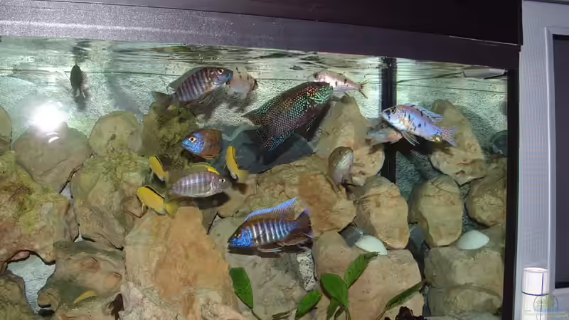 Aquarium Becken 425 von Josef Schwarz (3)