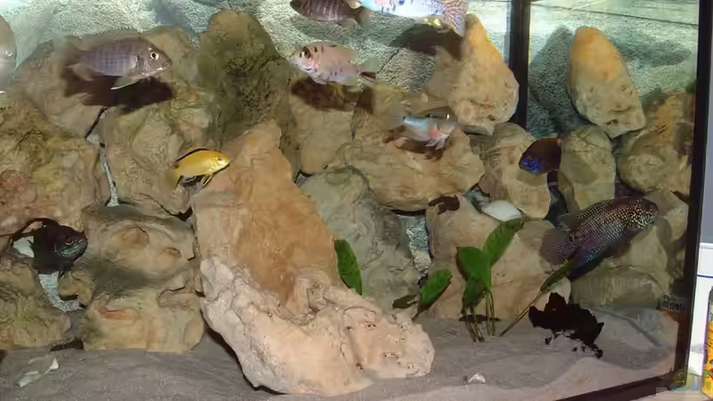 Aquarium Becken 425 von Josef Schwarz (4)