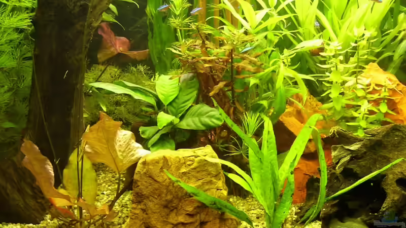 Aquarium Becken 4257 von Ralf Schmitz (4)