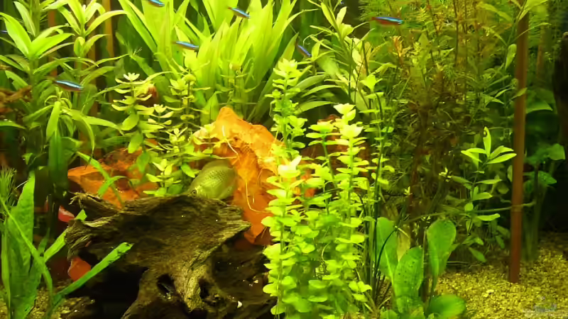 Aquarium Becken 4257 von Ralf Schmitz (5)