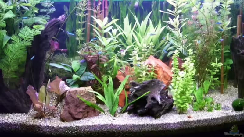 Aquarium Becken 4257 von Ralf Schmitz (6)