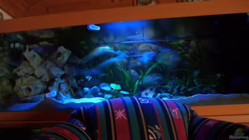 Aquarium Becken 4259 von MalawiEder (2)