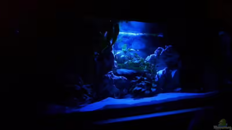 Aquarium Becken 4259 von MalawiEder (4)