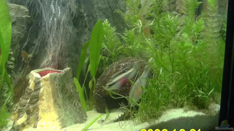 Aquarium Becken 4260 von Christian Marx (2)