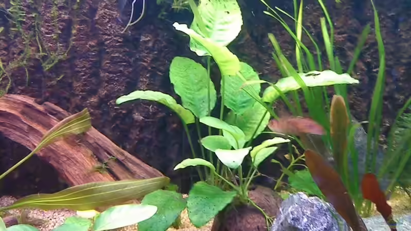 Aquarium Becken 4264 von Marius Grzesko (2)