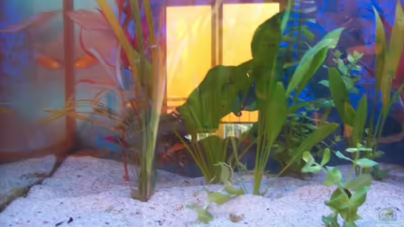 Aquarium Becken 4266 von Robert Borowiak (3)