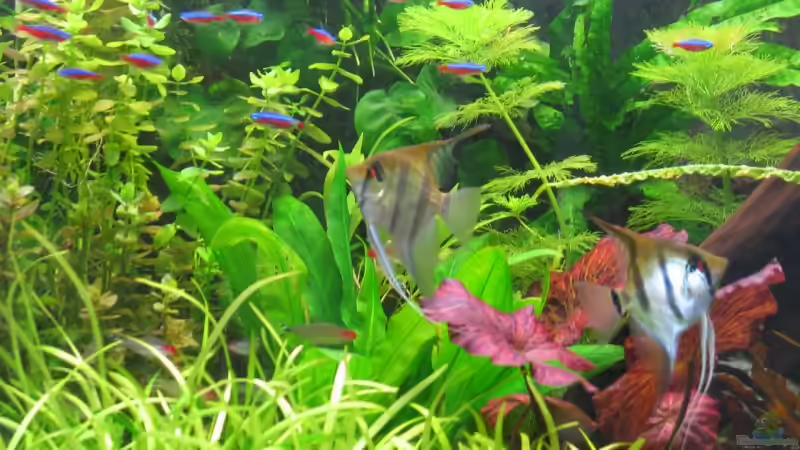 Aquarium Becken 4269 von Christian Epp (4)