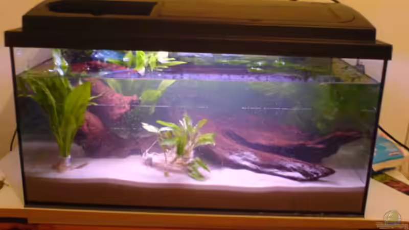 Aquarium Becken 4280 von Thomas Greve (3)