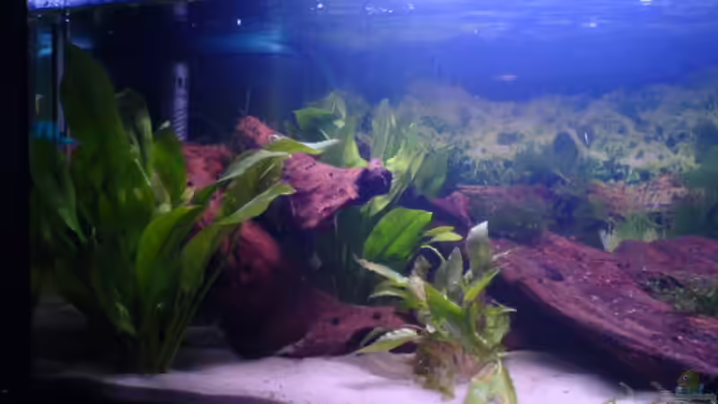 Aquarium Becken 4280 von Thomas Greve (4)