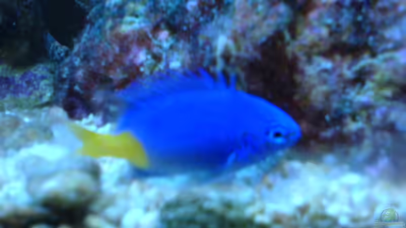 Aquarium Becken 4280 von Thomas Greve (5)