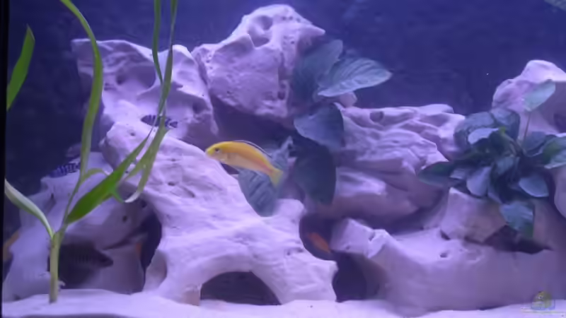 Aquarium Becken 4293 von Roland Krausgruber (2)