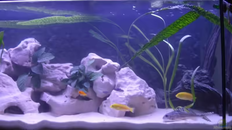 Aquarium Becken 4293 von Roland Krausgruber (3)